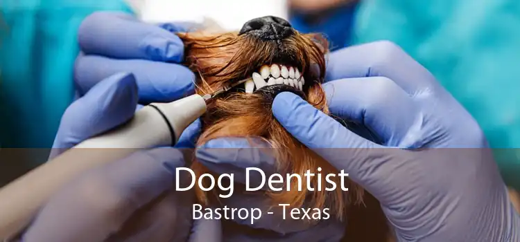 Dog Dentist Bastrop - Texas