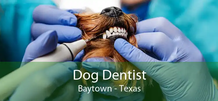 Dog Dentist Baytown - Texas