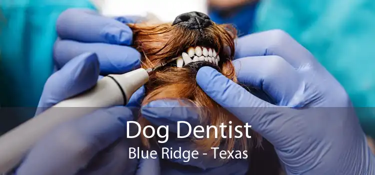 Dog Dentist Blue Ridge - Texas