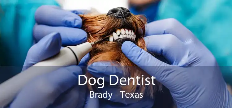 Dog Dentist Brady - Texas