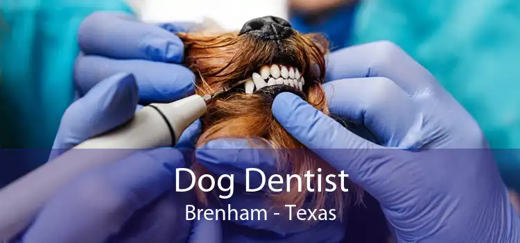Dog Dentist Brenham - Texas