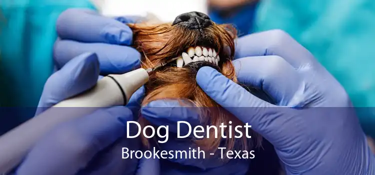 Dog Dentist Brookesmith - Texas