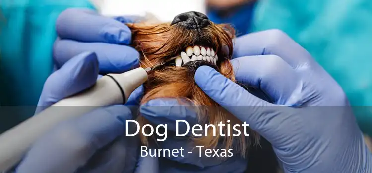 Dog Dentist Burnet - Texas
