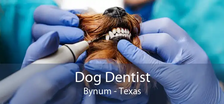 Dog Dentist Bynum - Texas