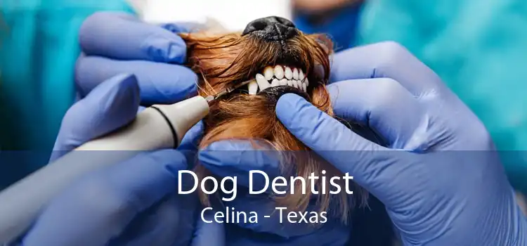 Dog Dentist Celina - Texas