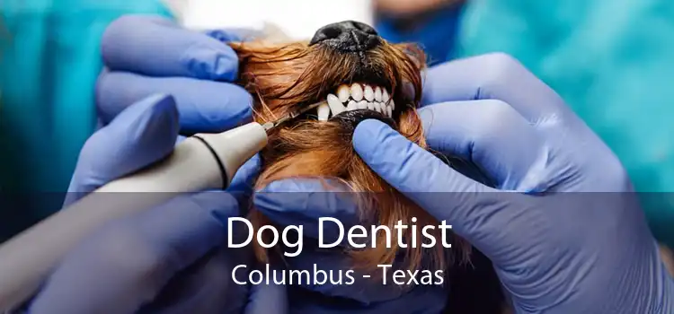 Dog Dentist Columbus - Texas