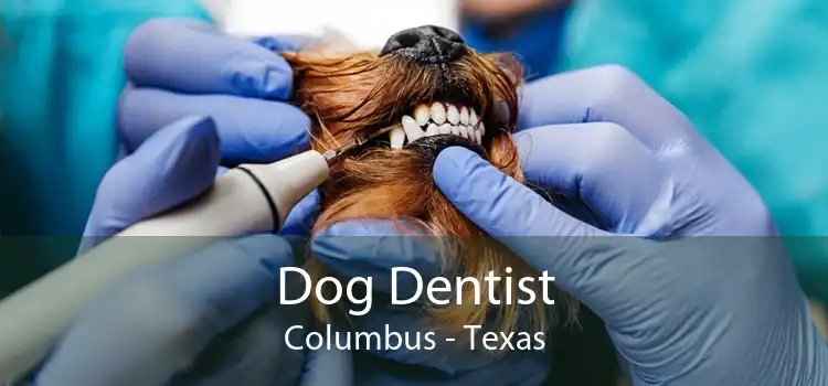 Dog Dentist Columbus - Texas