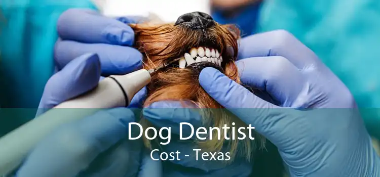Dog Dentist Cost - Texas