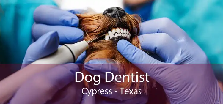 Dog Dentist Cypress - Texas