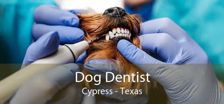 Dog Dentist Cypress - Texas