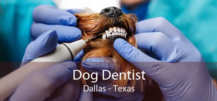 Dog Dentist Dallas - Texas