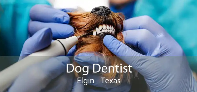 Dog Dentist Elgin - Texas