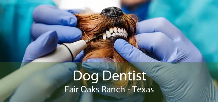 Dog Dentist Fair Oaks Ranch - Texas