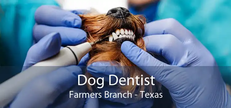 Dog Dentist Farmers Branch - Texas