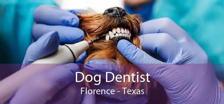Dog Dentist Florence - Texas