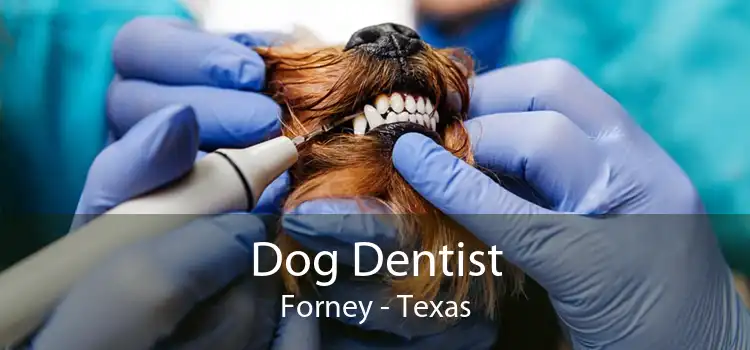 Dog Dentist Forney - Texas