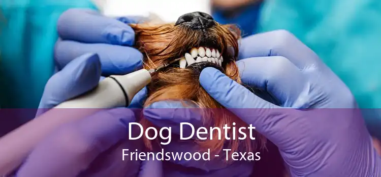 Dog Dentist Friendswood - Texas