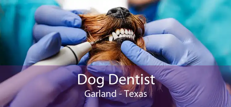 Dog Dentist Garland - Texas