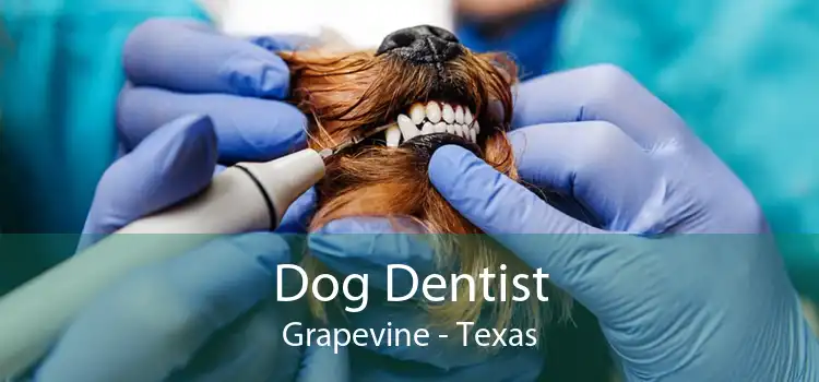 Dog Dentist Grapevine - Texas