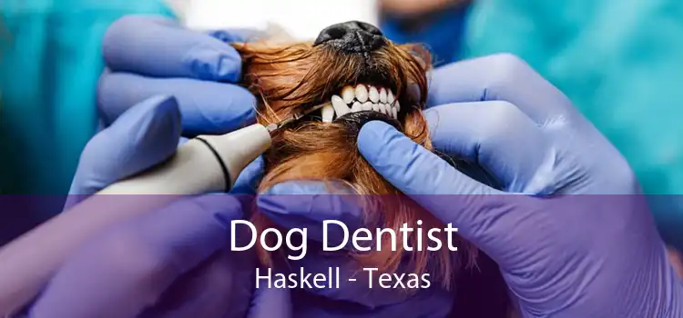 Dog Dentist Haskell - Texas