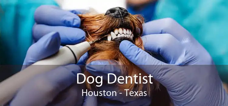 Dog Dentist Houston - Texas