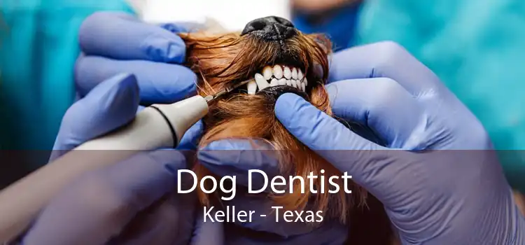 Dog Dentist Keller - Texas