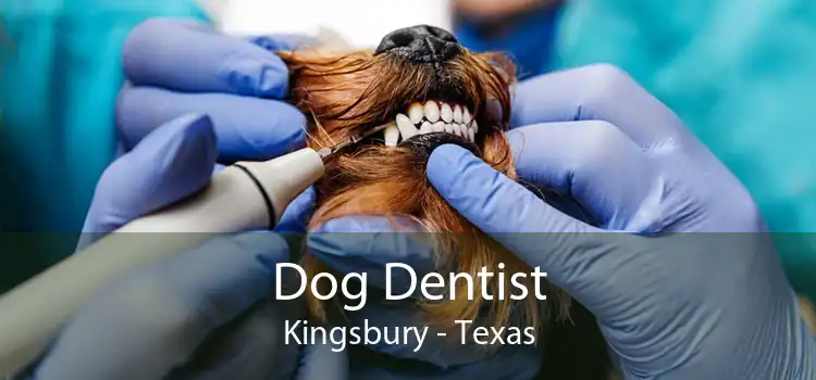 Dog Dentist Kingsbury - Texas
