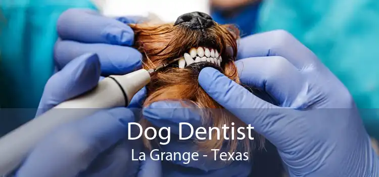 Dog Dentist La Grange - Texas