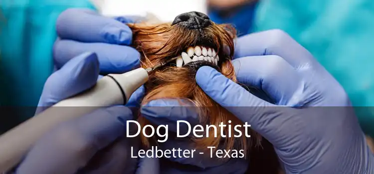 Dog Dentist Ledbetter - Texas