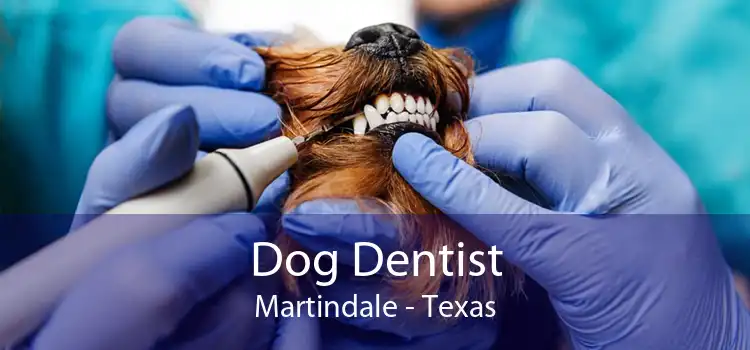 Dog Dentist Martindale - Texas