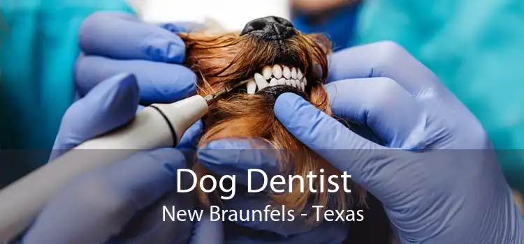 Dog Dentist New Braunfels - Texas