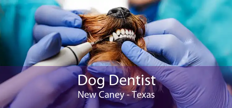 Dog Dentist New Caney - Texas