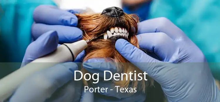 Dog Dentist Porter - Texas