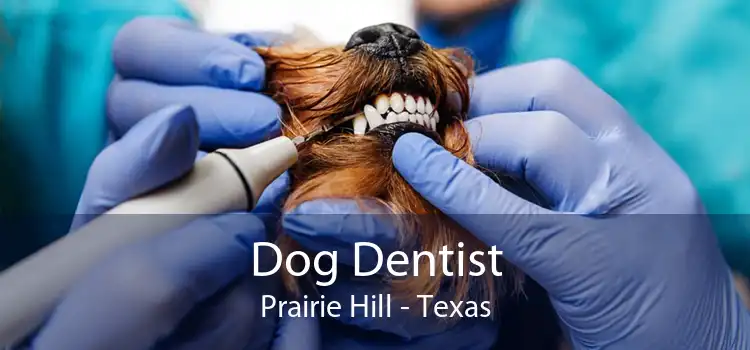 Dog Dentist Prairie Hill - Texas