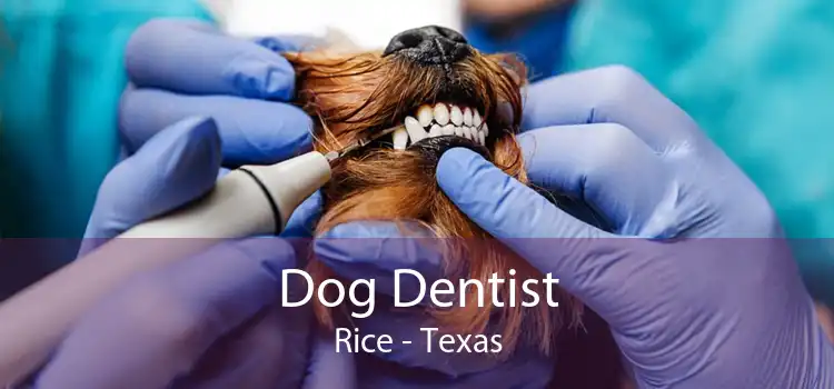 Dog Dentist Rice - Texas