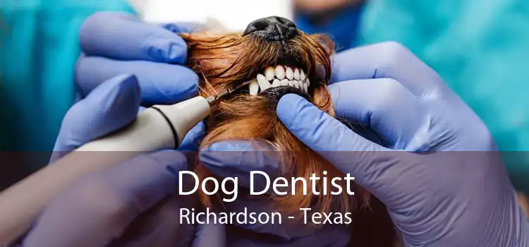 Dog Dentist Richardson - Texas