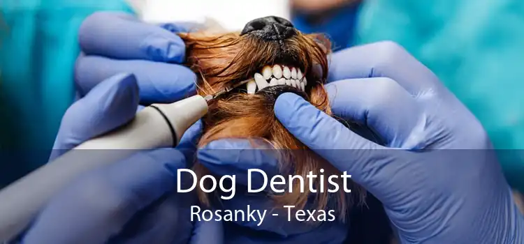 Dog Dentist Rosanky - Texas