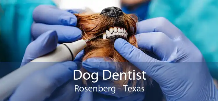 Dog Dentist Rosenberg - Texas