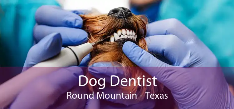 Dog Dentist Round Mountain - Texas