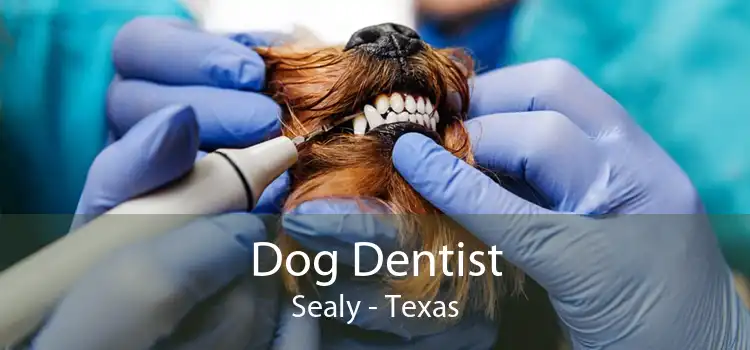 Dog Dentist Sealy - Texas