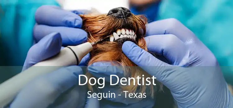 Dog Dentist Seguin - Texas
