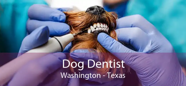 Dog Dentist Washington - Texas