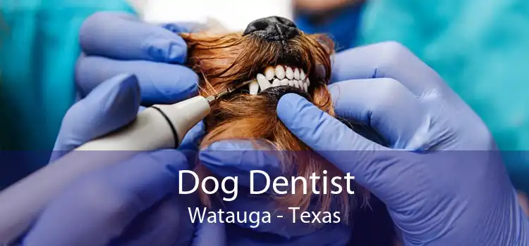 Dog Dentist Watauga - Texas
