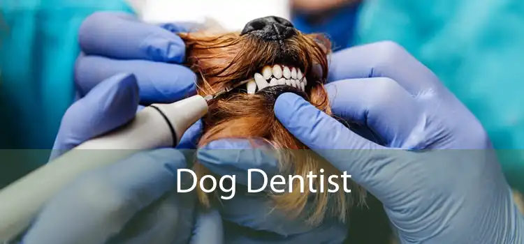 Dog Dentist 