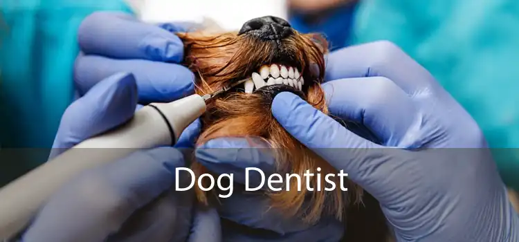 Dog Dentist 