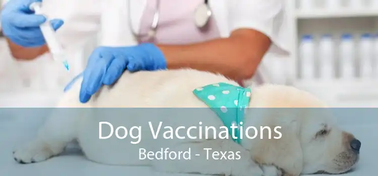 Dog Vaccinations Bedford - Texas