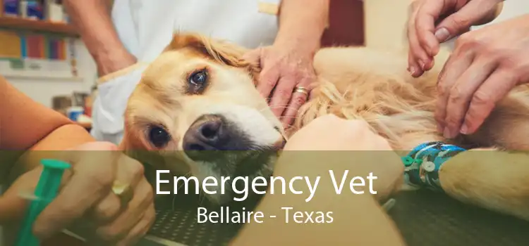 Emergency Vet Bellaire - Texas
