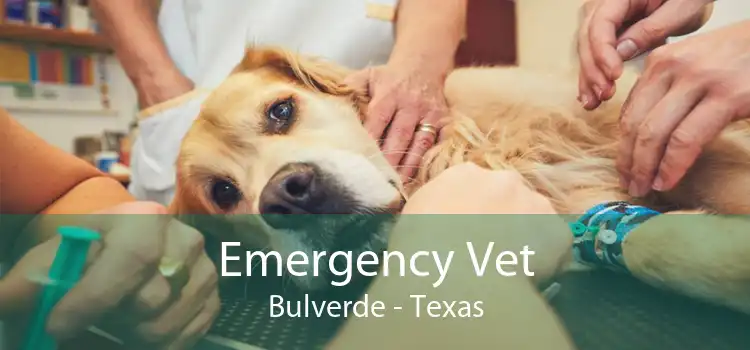 Emergency Vet Bulverde - Texas