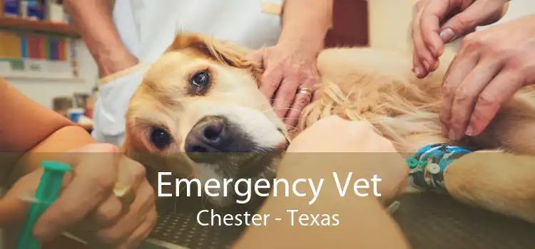 Emergency Vet Chester - Texas