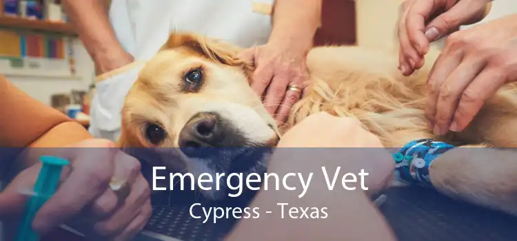 Emergency Vet Cypress - Texas